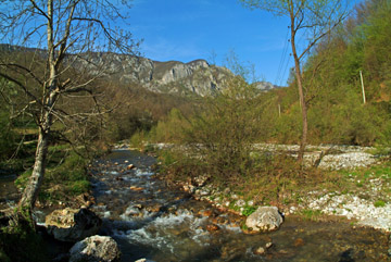 tresnjica